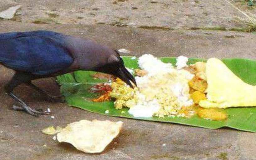 Crow' is not visible, how will the recognition of Shradh be fulfilled? | 'कौए' दिखते नहीं, कैसी पूरी होगी श्राद्ध की मान्यता ?