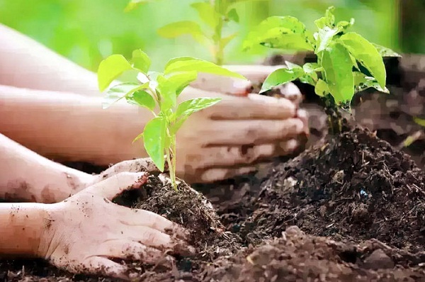 Life is possible only if we walk with nature | जीवन प्रकृति के साथ चलने पर ही संभव
